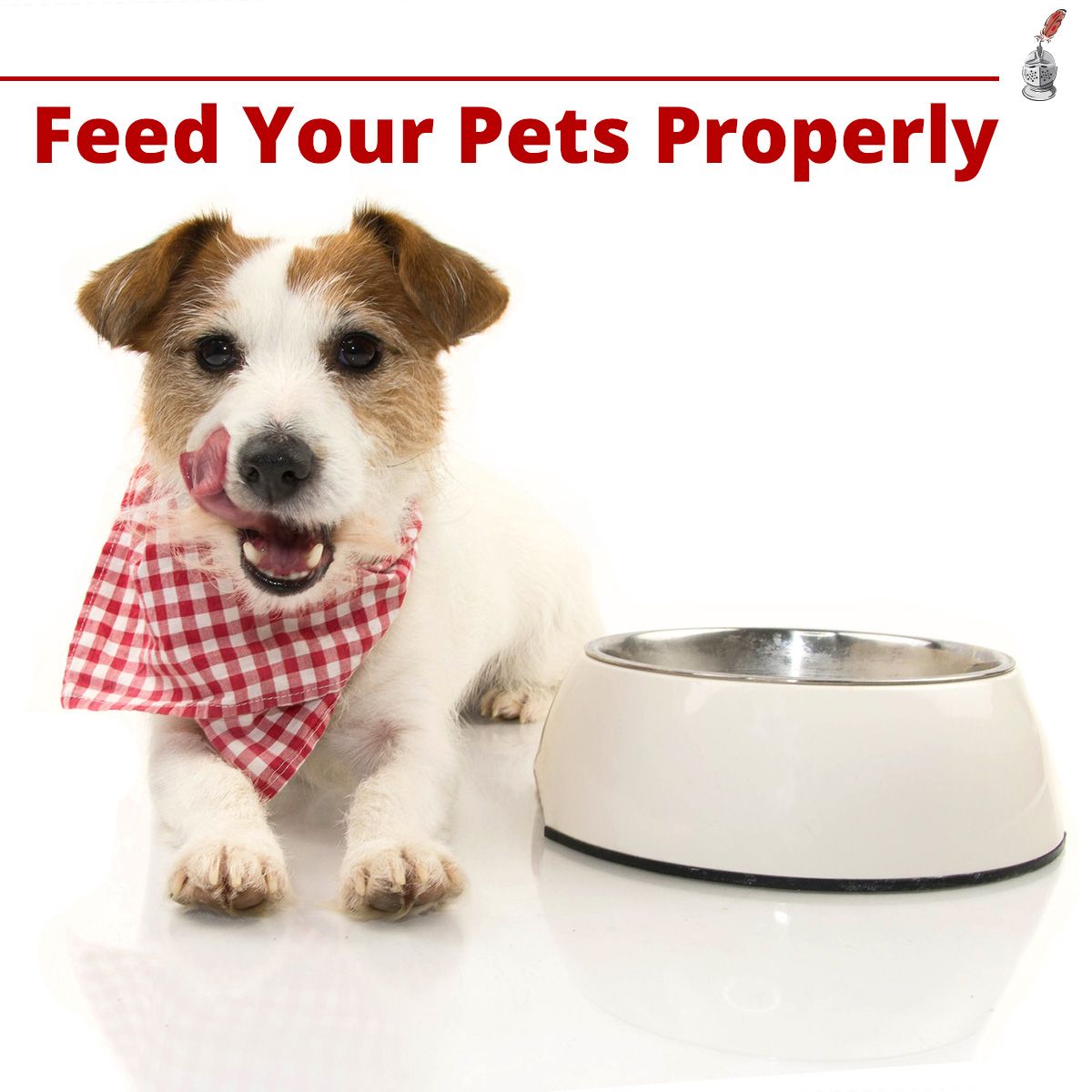Feed Your Pets Properly